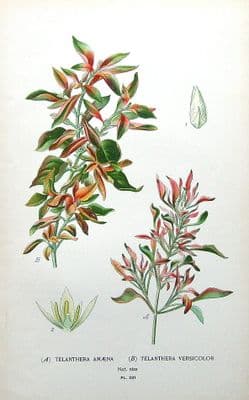 Antique Botanical Print  TELANTHERA AMAENA & VERSICOLOR Edward Step 1897