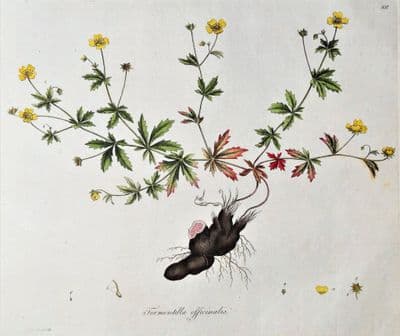 Antique Botanical Print TORMENTILLA OFFICINALIS TORMENTIL Flora Londinensis 1777