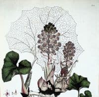 Antique Botanical Print TUSSILAGO PETASITES BUTTERBUR  Curtis Flora Londinensis 1777