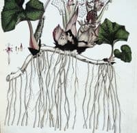 Antique Botanical Print TUSSILAGO PETASITES BUTTERBUR  Curtis Flora Londinensis 1777