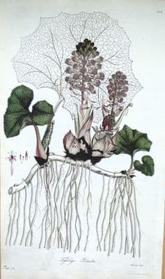 Antique Botanical Print TUSSILAGO PETASITES BUTTERBUR  Curtis Flora Londinensis 1777