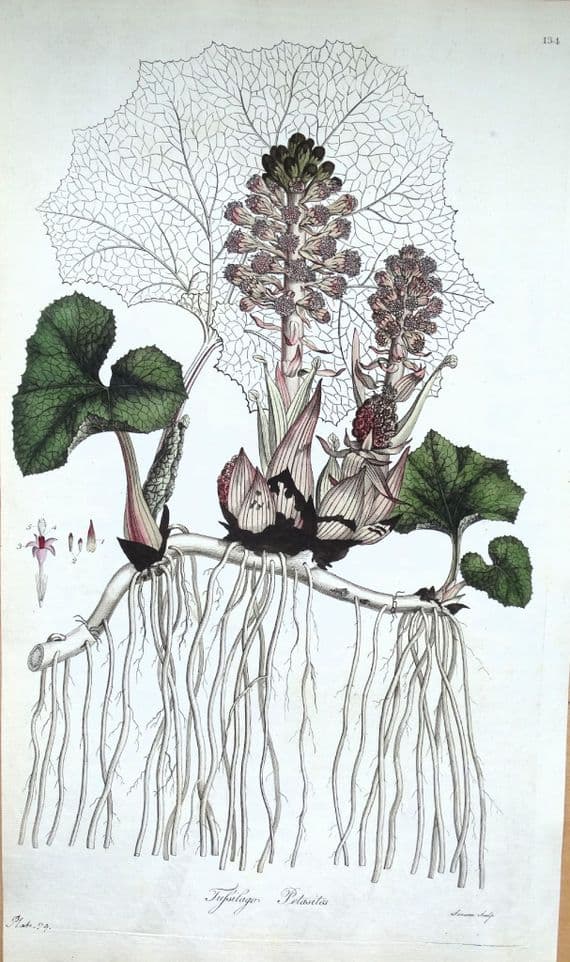 Antique Botanical Print TUSSILAGO PETASITES BUTTERBUR  Curtis Flora Londinensis 1777