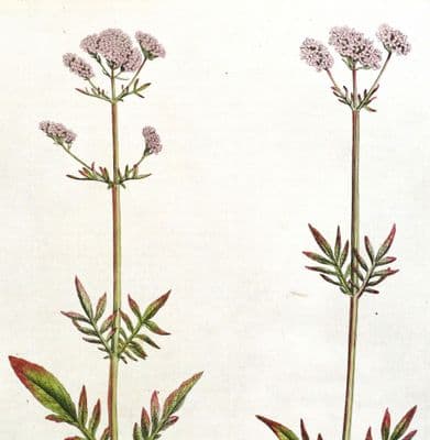Antique Botanical Print VALERIANA DIOICA Curtis Large  Flora Londinensis 1777