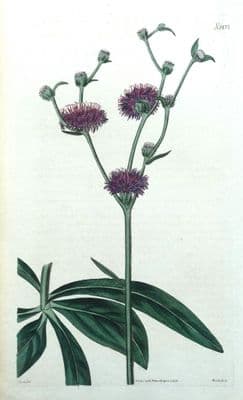 Antique Botanical Print VERNONIA IRONWEED  Original Hand Coloured Curtis 1824