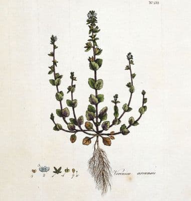 Antique Botanical Print VERONICA ARVENSIS SPEEDWELL Curtis FloraLondinensis 1777