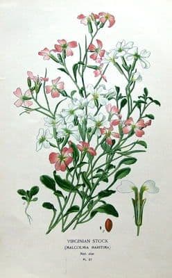Antique Botanical Print VIRGINIAN STOCK  Edward Step Original FlowerPrint 1897