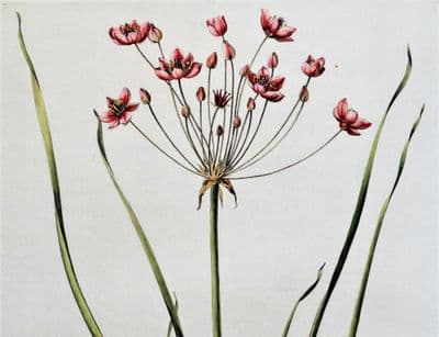 Antique Botanical Print WATER GLADIOLE  Curtis Large  Flora Londinensis 1777