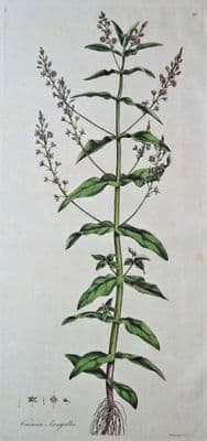 Antique Botanical Print  WATER SPEEDWELL, VERONICA ANAGALLIS, Curtis Flora Londinensis 1777