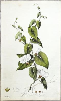 Antique Botanical Print WHITE CONVOLVULUS SEPIUM Curtis Flora Londinensis 1777