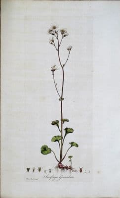 Antique Botanical Print  WHITE SAXIFRAGE Curtis Large Flora Londinensis 1777