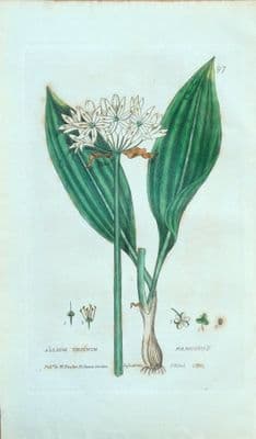 Antique Botanical Print WILD GARLIC ALLIUM Baxter Engraved Flower Print 1834