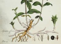 Antique Botanical Print WILD SWEET WILLIAM Curtis Flora Londinensis 1777