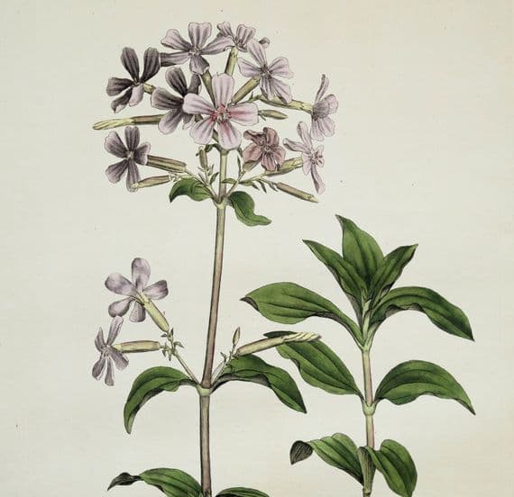 Antique Botanical Print WILD SWEET WILLIAM Curtis Flora Londinensis 1777