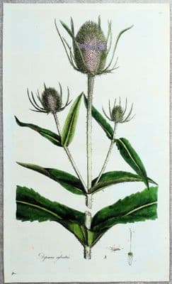 Antique Botanical Print WILD TEASEL DIPSACUS Large Curtis Flora Londinensis 1777