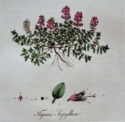 Antique Botanical Print  WILD THYME SERPYLLUM Curtis Large Flora Londinensis 1777