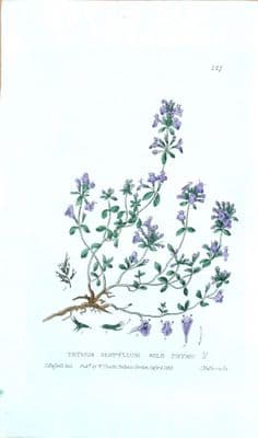 Antique Botanical Print WILD THYME SERPYLLUMBaxter Engraved Flower Print 1835
