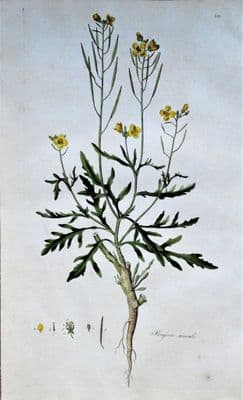 Antique Botanical Print  WILD WALL ROCKET Curtis Large Flora Londinensis 1777