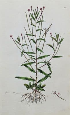 Antique Botanical Print WILLOW HERB, EPILOBIUM, Curtis Flora Londinensis Art 1777