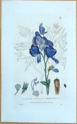 Antique Botanical Print WOLFSBANE ACONITUM NAPELLUS Baxter Flower Print 1834