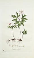 Antique Botanical Print WOOD ANEMONE NEMOROSA Curtis Flora Londinensis 1777