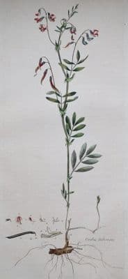 Antique Botanical Print WOOD or HEATH PEA, OROBUS, Curtis  Flora Londinensis Art 1777