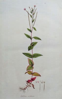 Antique Botanical Print  WOOD WILLOWHERB, EPILOBIUM Curtis Flora Londinensis 1777