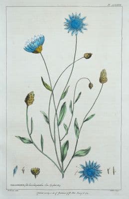 Antique Botanical Print XERANTHEMUM, EVERLASTING FLOWER Philip Miller old 1760