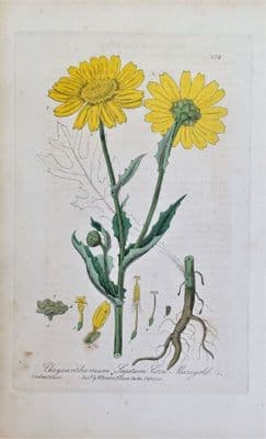 Antique Botanical Print  YELLOW CHRYSANTHEMUM Baxter Engraved Vintage Flower Engraving 1836