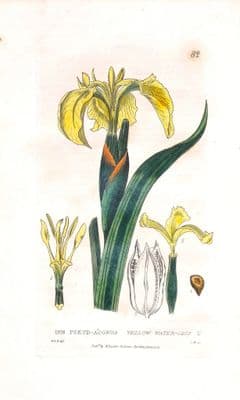 Antique Botanical Print YELLOW FLAG IRIS  Pseud-Acorus Baxter Flower Print 1834