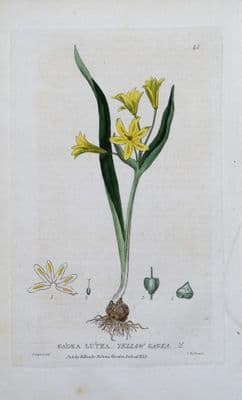 Antique Botanical Print YELLOW GAGEA LUTEA Baxter Engraved Vintage Flower Print 1833
