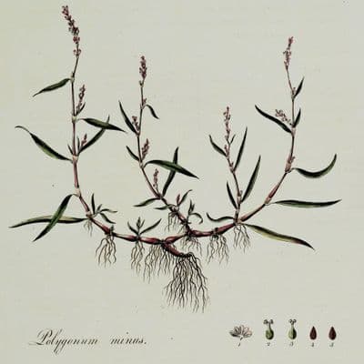 Antique Botanical PrintPOLYGONUM MINUS KESUM Curtis Large Flora Londinensis Art 1777