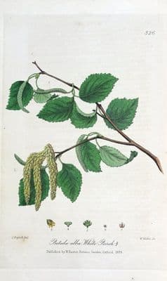 Antique Botanical Tree Print BETULA ALBA,White Birch  Baxter 1839