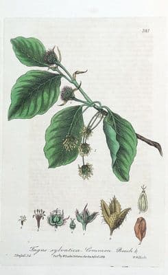 Antique Botanical Tree Print COMMON BEECH Fagus Sylvatica  Baxter 1839