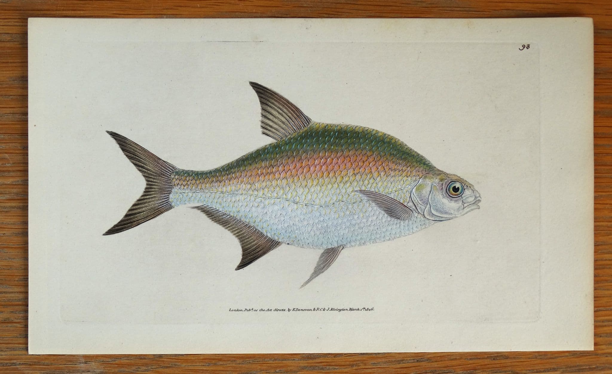 Antique Fish Print BREAM Original Donovan Vintage engraving 1808