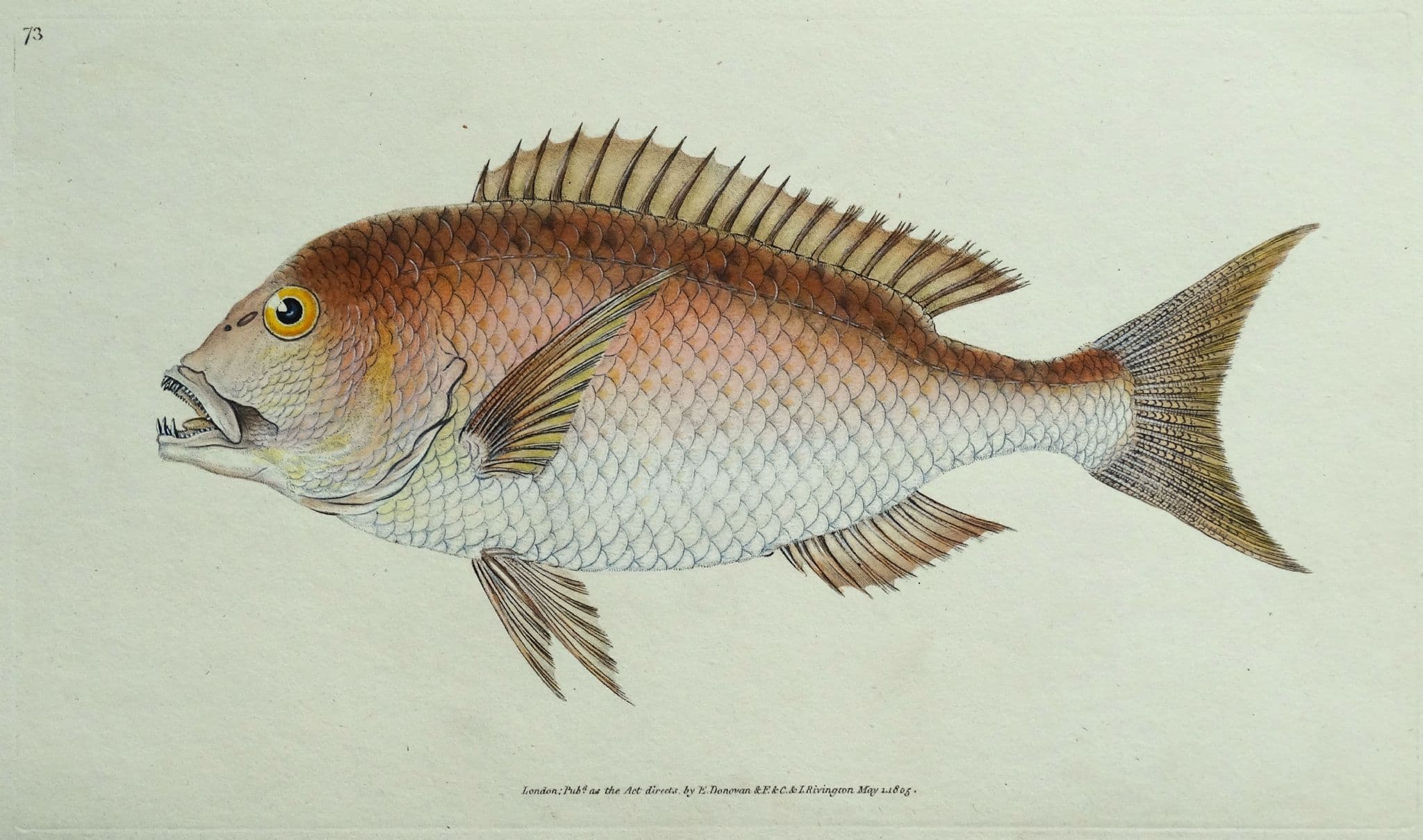 antique-fish-print-dentex-four