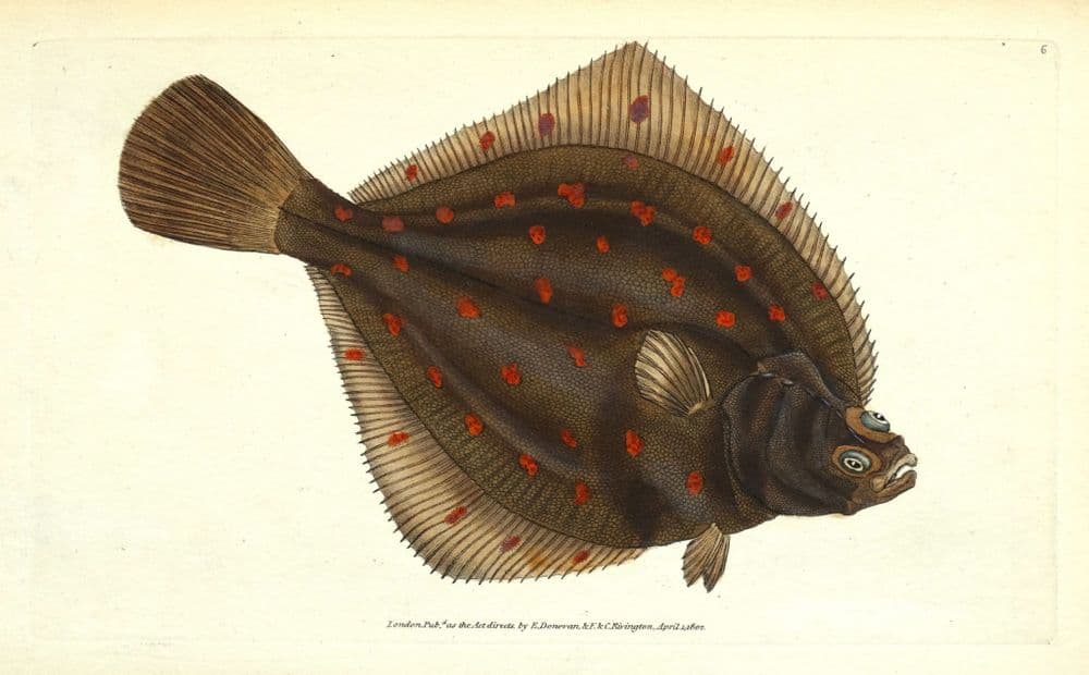 Antique Fish Print EUROPEAN PLAICE Original Hand Coloured Donovan ...