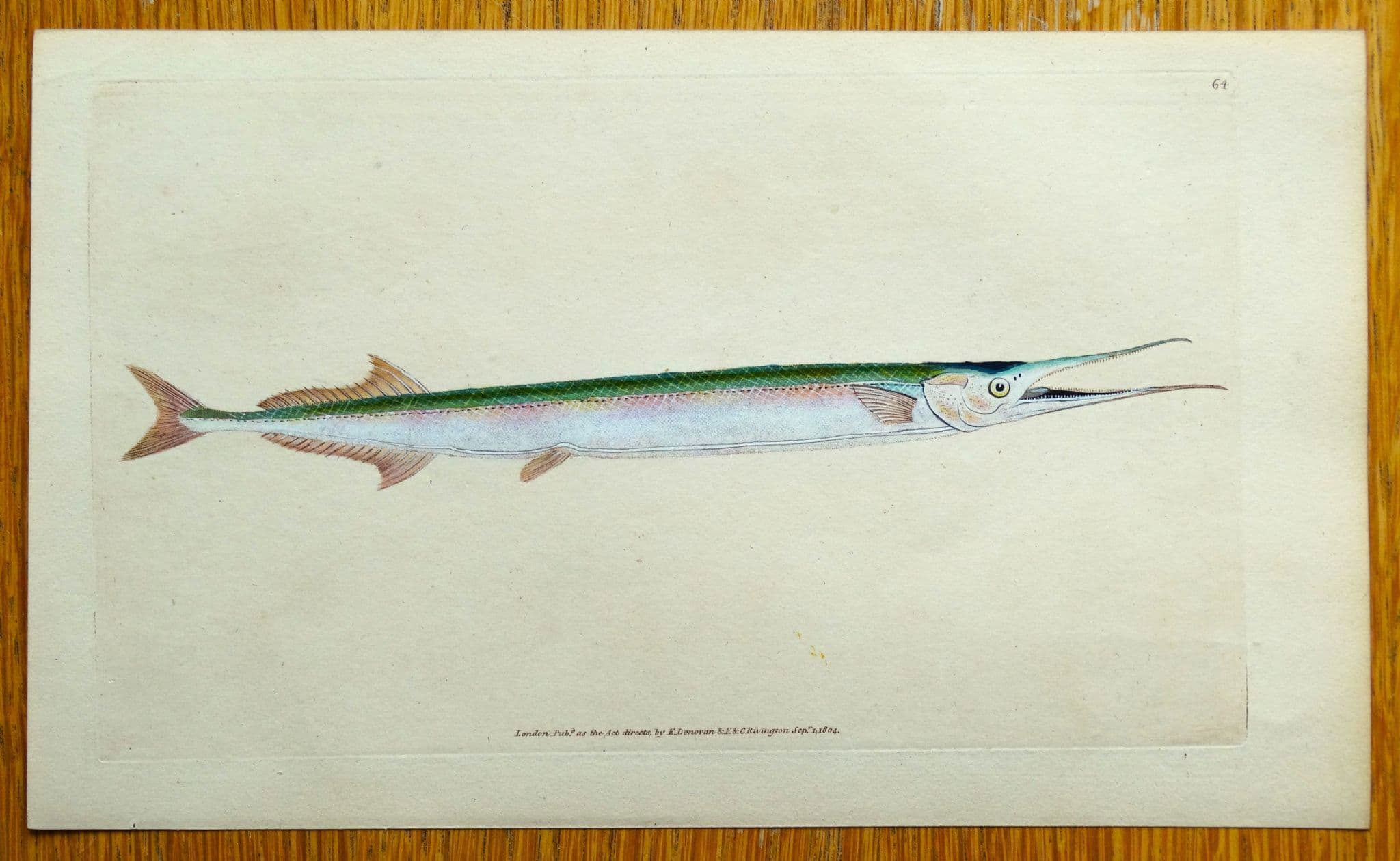 Antique Fish Print GAR-FISH Sea Pike Original Donovan Vintage engraving ...