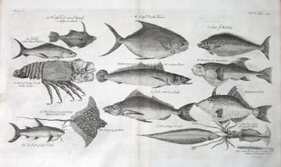 Antique Fish Print MULLET, CRAYFISH, STING RAY, CUTTLEFISH, SOLE etc Kip Engraving  1732