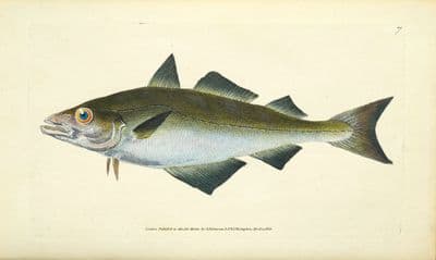 Antique Fish Print POLLACK Original Donovan Hand Coloured Engraving 1802