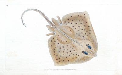 Antique Fish Print RAJA RUBUS RAY Original Donovan Hand Coloured Engraving 1802