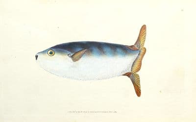 Antique Fish Print TRUNCATED SUN FISH Original Donovan Hand Col   Engraving 1803