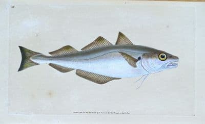 Antique Fish Print  WHITING GADUS Original Hand Coloured Donovan Engraving 1803