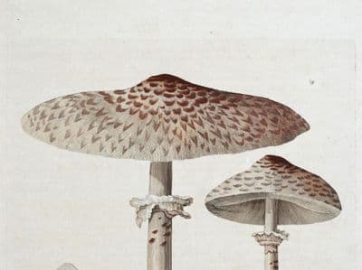 Antique Fungi Mushroom Print AGARICUS PROCERUS  Curtis Flora Londinensis 1777