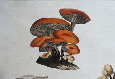 Antique Fungi Mushroom Print AGARICUS VELUTIPES Curtis Flora Londinensis 1777