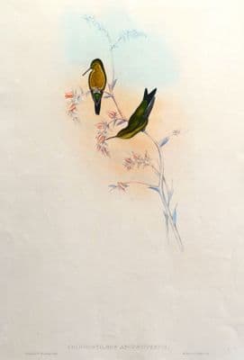 Antique Hummingbird Print COLUMBIAN EMERALD, Chlorostilbon Angustipennis Original JOHN GOULD c1855