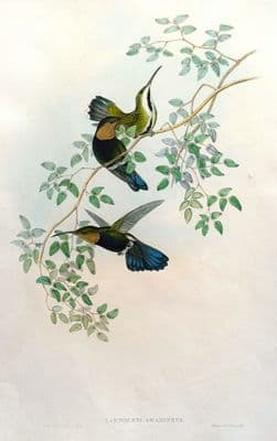 Antique Hummingbird Print Green-throated Mango LAMPORNIS GRAMINEUS Original John GOULD c1855