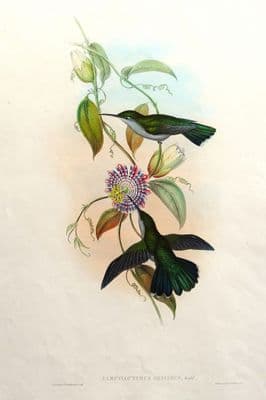 Antique Hummingbird Print GREY BREASTED SABREWING Campylopterus Obscurus Original John Gould c1855