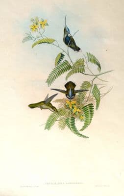 Antique Hummingbird Print, Loddiges Plover Crest CEPHALEPIS LODDIGESI, Original John GOULD c1855