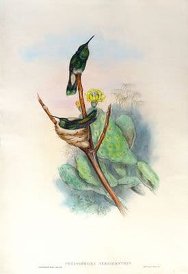 Antique Hummingbird Print PETASOPHORA SERRIROSTRIS Brazilian Violet-Ear Original John GOULD c1855