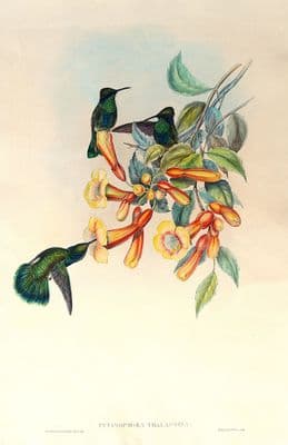 Antique Hummingbird Print PETASOPHORA THALASSINA Mexican Violet-Ear, Original John GOULD c1855